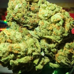 Amnesia Haze Europe