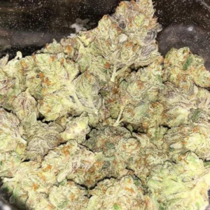 Aurora Indica In Europe