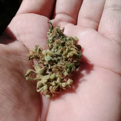 Permafrost Weed Strain Europe