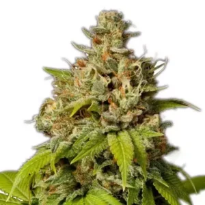 Durban Poison Marijuana Strain